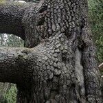 Pinus heldreichii Casca