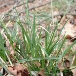 Sesleria caerulea Tervik taim