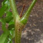 Erythrophleum ivorense چھال