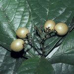 Cordia nodosa Plod