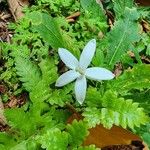 Hippobroma longiflora Цветок