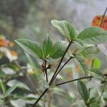 Rhododendron maddenii Leaf