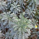 Glebionis coronaria Hábitos