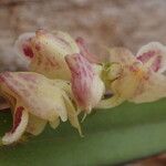 Polystachya carnosa Flower