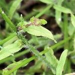 Jasione montana Leaf