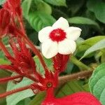 Mussaenda erythrophylla Λουλούδι