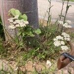 Achillea odorata Habit