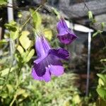 Maurandya barclayana Flor