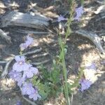 Penstemon speciosus Fiore