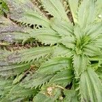 Plantago serraria Hoja