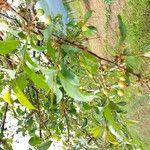 Prunus cerasus Frucht