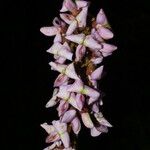 Lonchocarpus macrophyllus 花