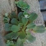 Pistia stratiotes Ліст