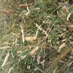 Phalaris aquatica Flower