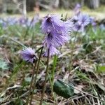 Soldanella alpina Агульны выгляд