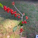 Ilex vomitoria Fruit