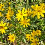 Bidens aristosa Leaf