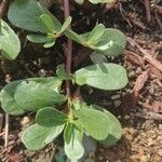Portulaca oleracea Φύλλο
