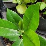 Ficus septica Leaf
