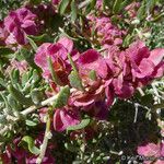 Grayia spinosa Flower