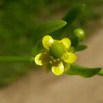 Ranunculus sceleratus Floare