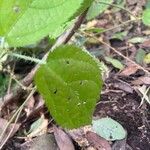 Urtica massaica Leaf