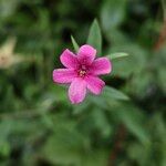 Jasminum beesianum Flor