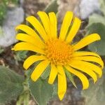 Doronicum grandiflorum Blomst