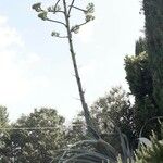 Agave americanaLiść