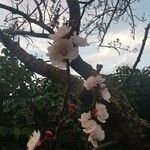 Prunus armeniaca Virág