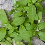 Myosotis speluncicola Other