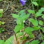 Campanula rhomboidalis Habitus