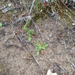 Nemophila pedunculata 形态