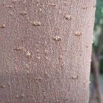 Ficus rubiginosa Bark