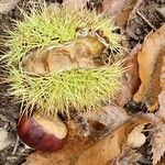 Castanea dentata Fruit