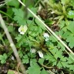 Anemone stolonifera