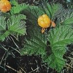 Rubus chamaemorus Плід