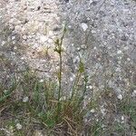 Juncus tenuisFlower