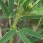 Crotalaria pumila 叶