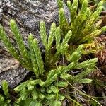 Lycopodium alpinum Feuille