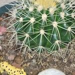 Echinocactus grusonii 葉