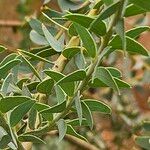 Acacia cultriformis Blatt