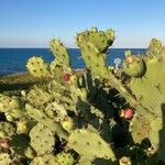 Opuntia stricta Ffrwyth