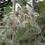 Clematis vitalba Owoc