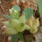 Tripodion tetraphyllum その他の提案