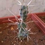 Tephrocactus articulatus 葉