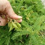 Astragalus penduliflorus ഫലം