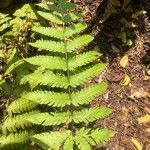 Dryopteris goldieana Leaf