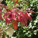 Euphorbia pulcherrima പുഷ്പം