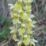 Orchis pallens Flower